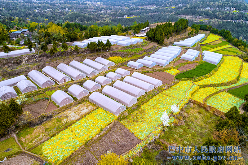 上八庙镇窑垭村道地药材种植基地_巴中市人民政府