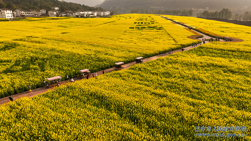 漫步花海人自醉,鄉村旅遊增活力(平昌縣白衣鎮)陽春三月遍地花,糧油